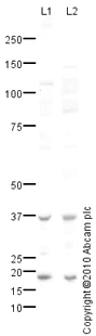 Western blot - Anti-Adenosine A1 Receptor antibody (AB82477)