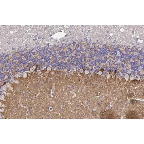 Immunohistochemistry (Formalin/PFA-fixed paraffin-embedded sections) - Anti-Adenosine A1 Receptor antibody [HL2442] (AB317227)