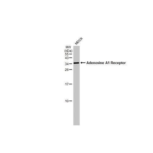 Western blot - Anti-Adenosine A1 Receptor antibody [HL2442] (AB317227)
