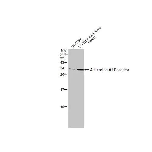 Western blot - Anti-Adenosine A1 Receptor antibody [HL2442] (AB317227)