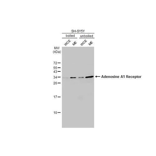 Western blot - Anti-Adenosine A1 Receptor antibody [HL2442] (AB317227)