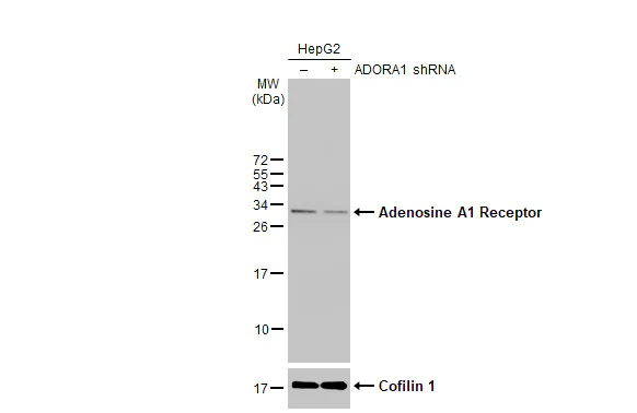 Western blot - Anti-Adenosine A1 Receptor antibody [HL2442] (AB317227)