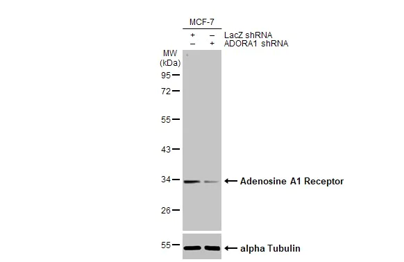 Western blot - Anti-Adenosine A1 Receptor antibody [HL2442] (AB317227)