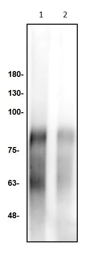 Western blot - Anti-Adenosine antibody (AB291232)