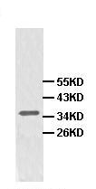 Western blot - Anti-Adenosine Receptor A2a antibody (AB101678)