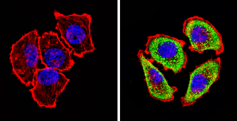 Immunocytochemistry - Anti-Adenosine Receptor A2a antibody (AB3461), expandable thumbnail