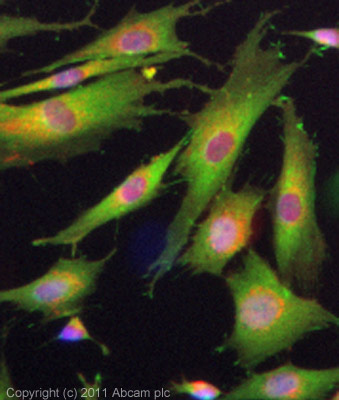 Immunocytochemistry - Anti-Adenosine Receptor A2a antibody (AB3461), expandable thumbnail