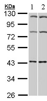 Western blot - Anti-Adenosine Receptor A2a antibody (AB97582), expandable thumbnail