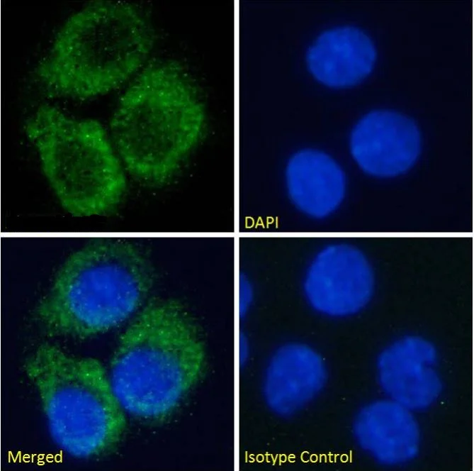 Immunocytochemistry/ Immunofluorescence - Anti-Adenosine Receptor A2a antibody [Ig2838] (AB288412)
