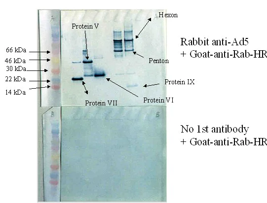 Western blot - Anti-Adenovirus Type 5 antibody (AB6982)