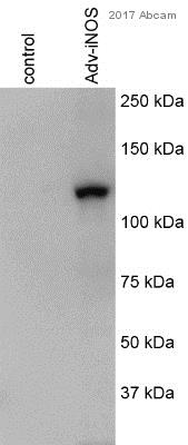 Western blot - Anti-Adenovirus Type 5 antibody (AB6982), expandable thumbnail