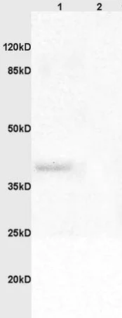 Western blot - Anti-Adenovirus Type 5 E1A antibody (AB204123)
