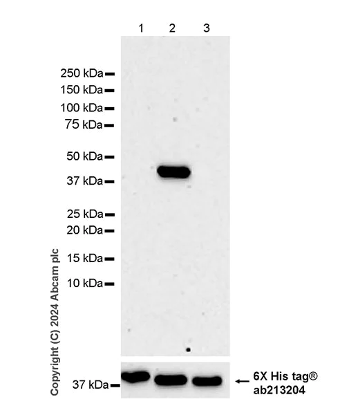 Western blot - Anti-Adenovirus Type 5 Hexon antibody [EPR28237-57] - BSA and Azide free (AB316853)