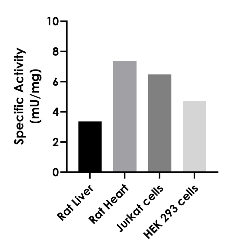 Biochemical assay - Adenylate Cyclase Activity Assay (AB323608)