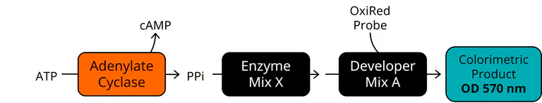 Functional Studies - Adenylate Cyclase Activity Assay (AB323608)