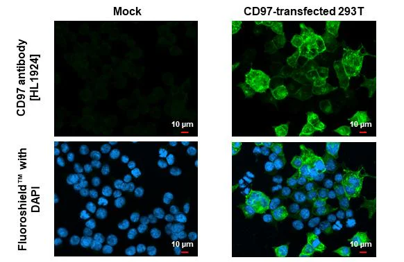 Immunocytochemistry/ Immunofluorescence - Anti-ADGRE5 antibody [HL1924] - BSA and Azide free (AB325845)