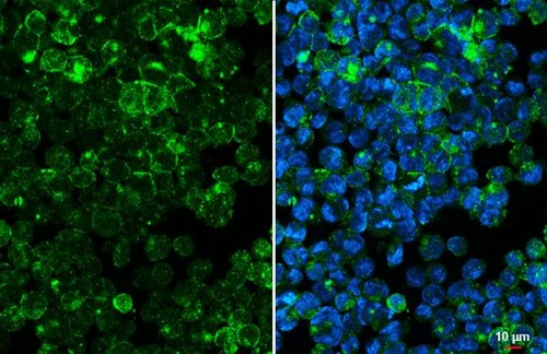 Immunocytochemistry/ Immunofluorescence - Anti-ADGRE5 antibody [HL1924] - BSA and Azide free (AB325845)