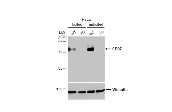 Western blot - Anti-ADGRE5 antibody [HL1924] - BSA and Azide free (AB325845)