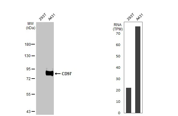 Western blot - Anti-ADGRE5 antibody [HL1924] - BSA and Azide free (AB325845)