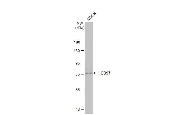 Western blot - Anti-ADGRE5 antibody [HL1924] - BSA and Azide free (AB325845)