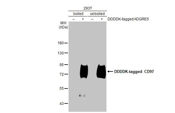 Western blot - Anti-ADGRE5 antibody [HL1924] - BSA and Azide free (AB325845)