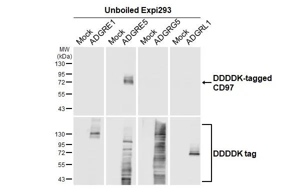 Western blot - Anti-ADGRE5 antibody [HL1924] - BSA and Azide free (AB325845)