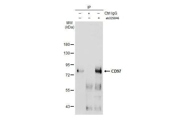 Immunoprecipitation - Anti-ADGRE5 antibody [HL1925] - BSA and Azide free (AB325846)