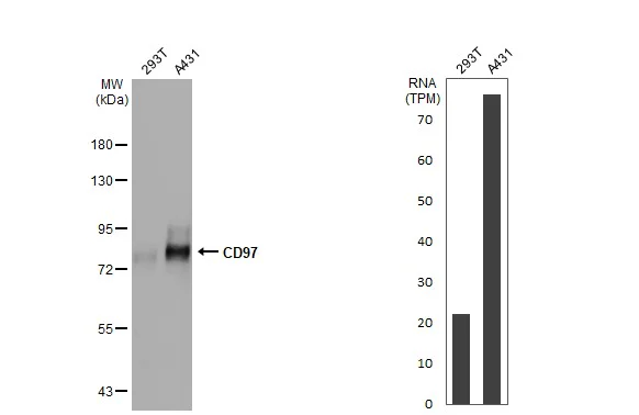 Western blot - Anti-ADGRE5 antibody [HL1925] - BSA and Azide free (AB325846)