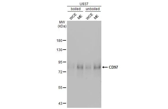 Western blot - Anti-ADGRE5 antibody [HL1925] - BSA and Azide free (AB325846)