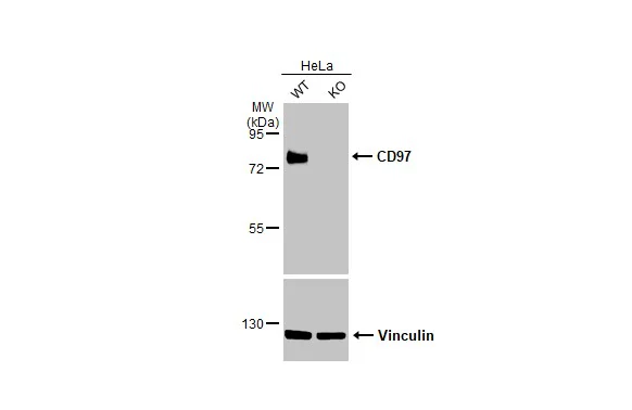 Western blot - Anti-ADGRE5 antibody [HL1925] - BSA and Azide free (AB325846)
