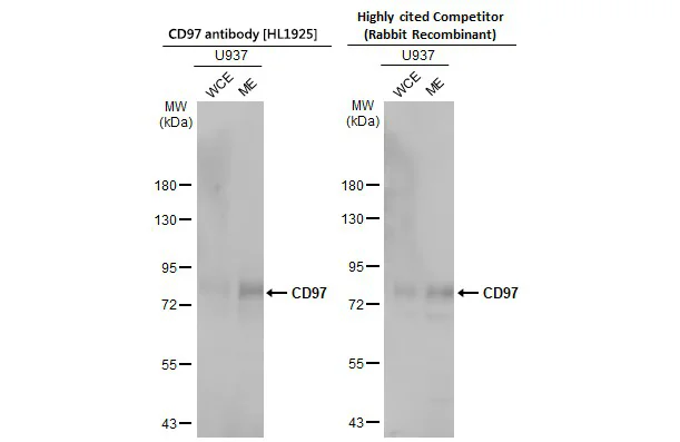 Western blot - Anti-ADGRE5 antibody [HL1925] - BSA and Azide free (AB325846)