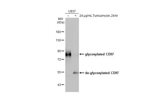 Western blot - Anti-ADGRE5 antibody [HL1925] - BSA and Azide free (AB325846)