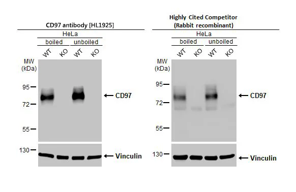 Western blot - Anti-ADGRE5 antibody [HL1925] - BSA and Azide free (AB325846)