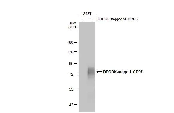Western blot - Anti-ADGRE5 antibody [HL1925] - BSA and Azide free (AB325846)