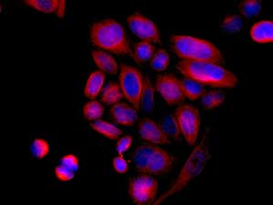 Immunocytochemistry/ Immunofluorescence - Anti-ADH4 antibody [EPR9483] (AB137077), expandable thumbnail