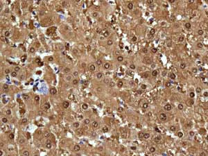 Immunohistochemistry (Formalin/PFA-fixed paraffin-embedded sections) - Anti-ADH4 antibody [EPR9483] (AB137077)