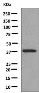 Western blot - Anti-ADH4 antibody [EPR9483] - BSA and Azide free (AB248803)