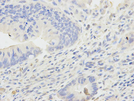 Immunohistochemistry (Formalin/PFA-fixed paraffin-embedded sections) - Anti-ADH5 antibody (AB175406)