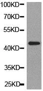 Western blot - Anti-ADH5 antibody (AB175406)