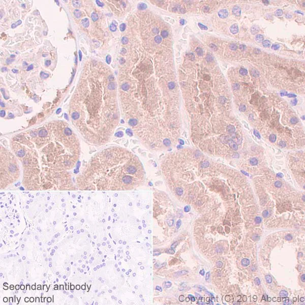 Immunohistochemistry (Formalin/PFA-fixed paraffin-embedded sections) - Anti-ADH5 antibody [EPR12885(B)] (AB177932)