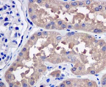 Immunohistochemistry (Formalin/PFA-fixed paraffin-embedded sections) - Anti-ADH5 antibody [EPR12885(B)] (AB177932)