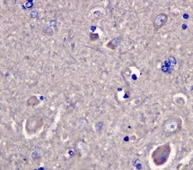 Immunohistochemistry (Formalin/PFA-fixed paraffin-embedded sections) - Anti-ADH5 antibody [EPR12885(B)] (AB177932)