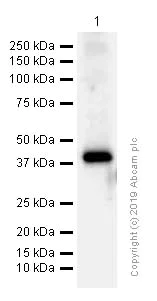 Western blot - Anti-ADH5 antibody [EPR12885(B)] (AB177932)