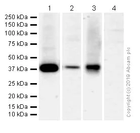 Western blot - Anti-ADH5 antibody [EPR12885(B)] (AB177932)
