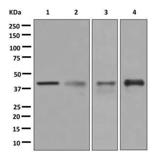 Western blot - Anti-ADH5 antibody [EPR12885(B)] (AB177932)