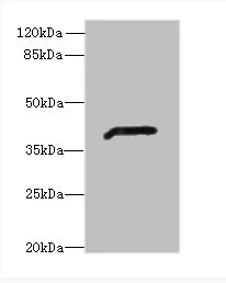Western blot - Anti-ADH7 antibody (AB236767)