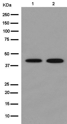 Western blot - Anti-ADH7 antibody [EPR13949] - BSA and Azide free (AB250872), expandable thumbnail