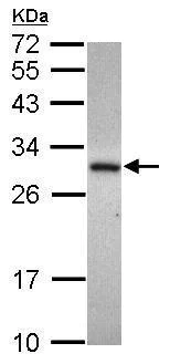 Western blot - Anti-ADHFE1 antibody (AB229146)