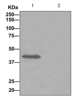 Immunoprecipitation - Anti-ADHFE1 antibody [EPR12501] (AB173530), expandable thumbnail