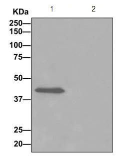 Immunoprecipitation - Anti-ADHFE1 antibody [EPR12501] - BSA and Azide free (AB249768)